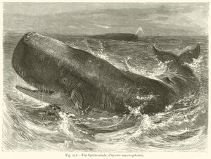 Le cachalot (Physeter Macrocephalus) - English School